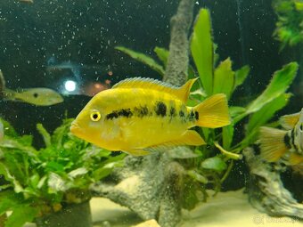 Hereos severum, cichlida nikaraguiska , cichlozoma mekki - 2