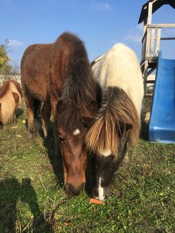 Welsh pony valach na predaj - 2