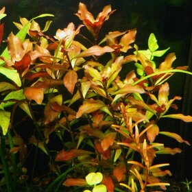 Ludwigia repens - Akváriová rastlina - 2