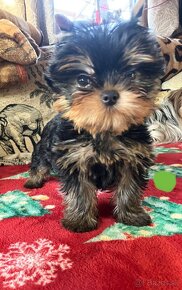 Yorkshire terrier s PP, York, Jork FCI - 2