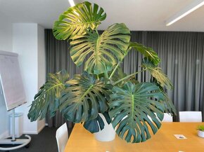 15 ročná Monstera Deliciosa - 2