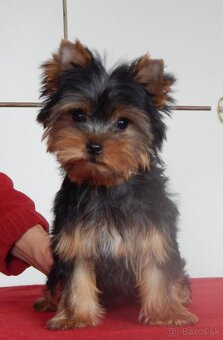 YORKSHIRE TERRIER - 2