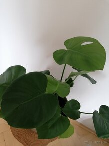 Monstera - 2