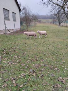 Ovce na mäso alebo na narodenie potomstva. - 2