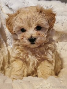 Maltipoo - 2