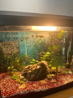 Predam 60 l akvarium - 2