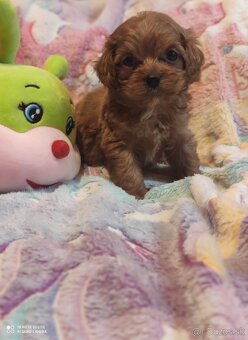 Mini cavapoo - 2