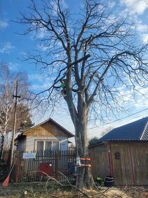 Výrub a ošetrenie stromov, frézovanie pňov - 2