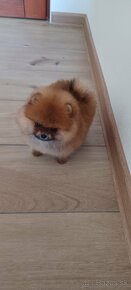 Nemecky spic pomerania - 2