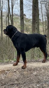 rottweiler - 2