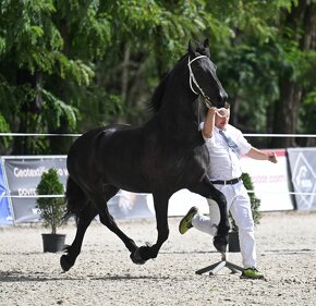 7 rocna drezúrna frízska kobyla STER - 2