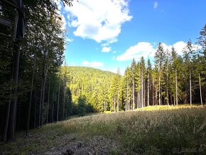 16.500 m2 LES, podiel 1/1, Petrovice (BY), prístup od cesty - 2