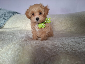 Maltipoo - 2