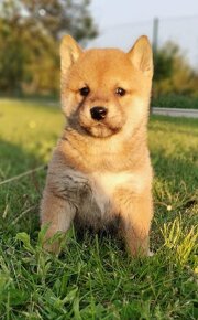 Shiba inu - 2