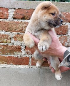 shiba inu - 2