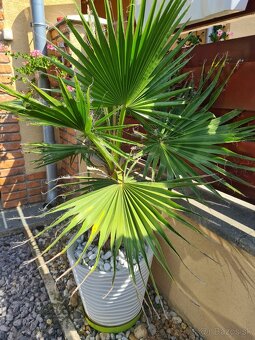 Palma Washingtonia Robusta. - 2