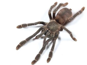 Samičky adult/ Vtackar / tarantula - 2