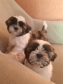 Shi-tzu s PP / shih-tzu / shitzu - 2