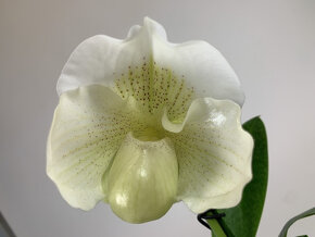 Paphiopedilum Mrs. White - 2