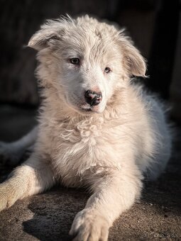 Border kólia - blue merle - 2