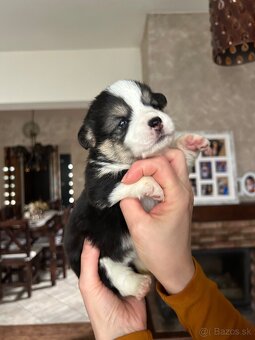 Welsh Corgi Pembroke - 2