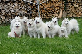 SAMOJED štěňátka s PP rezervace jaro 2025 - 2