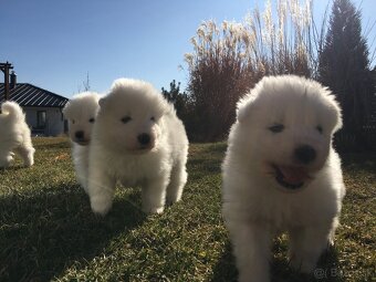 Samojed bez pp - 2