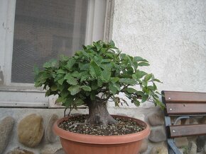 bonsai,bonsaj-javor shohin - 2