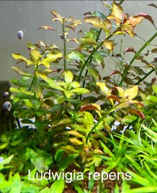 Ludwigia repens / repens Rubin - 2