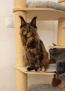 Maine Coon s PP - 2