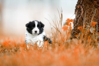 Border Kólia šteniatka Plánovaný vrh - Border Collie puppies - 2