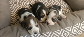 Bígl,Bigl ,Bigel,Beagle šteniatka - 2