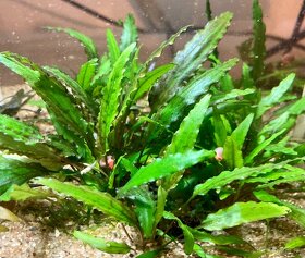 Cryptocoryne walkeri, Cryptocoryne becketti, wendti green - 2