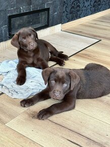 Čistokrevná štěňata labrador ihned hňědé kluky - 2