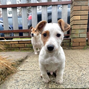 Jack Russel Terier šteniatko psík - 2