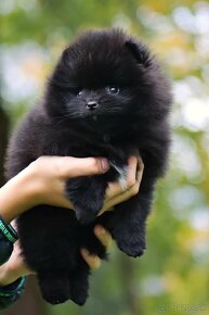 Pomeranian  mini - 2