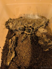 Grammostola pulchripes 0.1 - 2