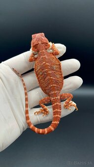 Agama bradata / pogona vitticeps - 2