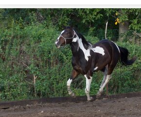 American paint horse - 2