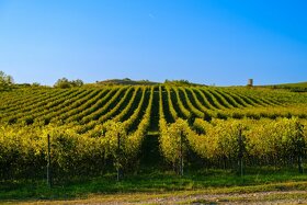 Na predaj jedinečné Tokajské vinice aj s celou firmou - 2