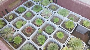 Skalničky / Sempervivum - rôzne druhy - 2