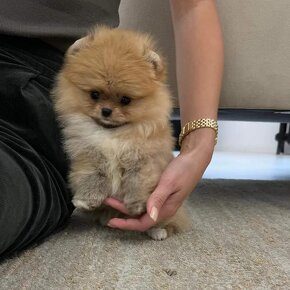 Pomeranian mini Boo - 2