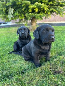 Predám šteniatka Labradora - 2