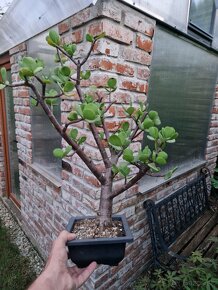 Stary velky bonsai vzacna forma velke listy Portulacaria - 2