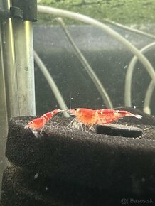 Krevetky Crystal Red (Caridina cf. cantonensis) - 2