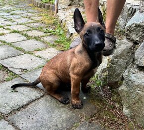 Predám šteňatá belgického ovčiaka MALINOIS s PP - 2