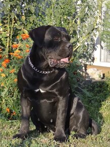 FCI Cane Corso - 2