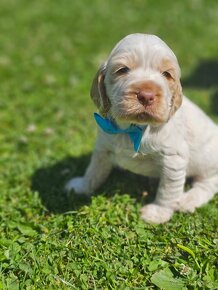 Cocker Spaniel Angielski - 2