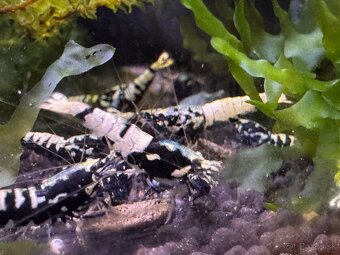 Caridina Black Galaxy Fishbone - 2