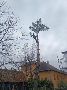 Výrub, pílenie, rizikový výrub, arboristika - 2